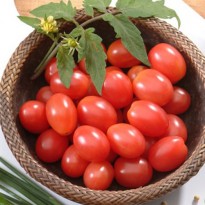 Semente de Tomate Cereja Vermelho (Carolina) Feltrin Sementes